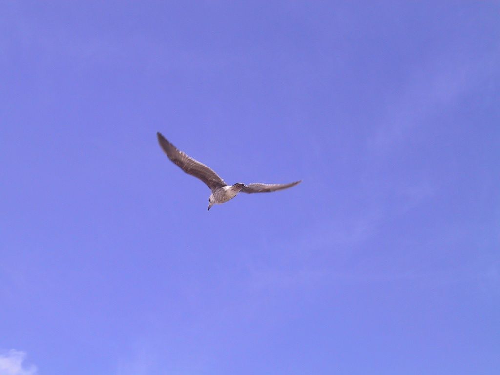Γλάρος ουρανός πέταγμα ελευθερία ειρήνη αγάπη